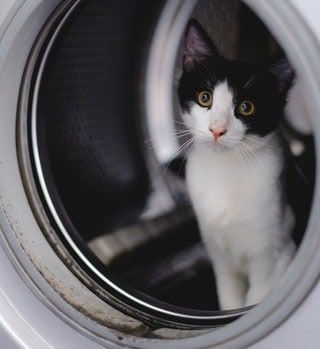 Chat dans le tambour d'une machine à laver