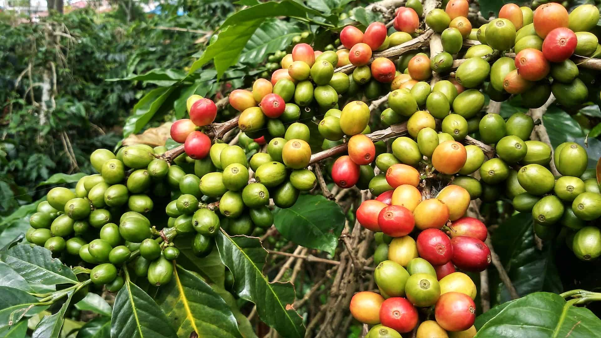 fruit du caféier de variété arabica