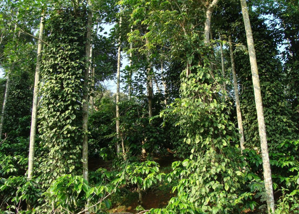 plantation de caféiers robusta