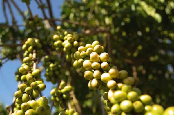 grappes de fruits du caféier robusta