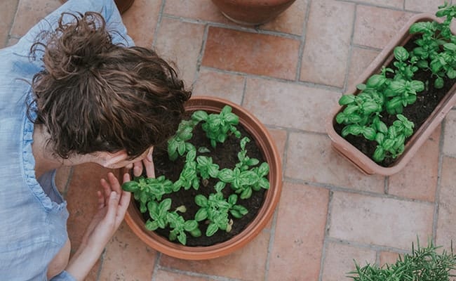 basilic en jardinière