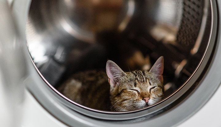 chat-endormi-tambour-lave-linge Chaton endormi dans le tambour d'un lave-linge