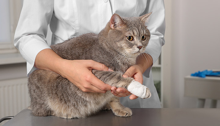 chat-veterinaire-coupure-patte
