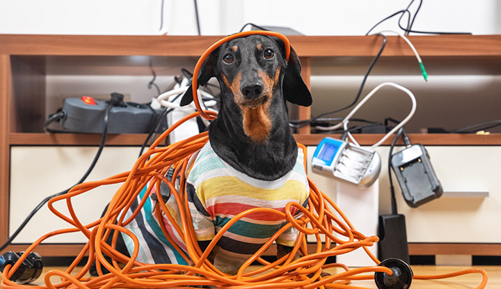 chien-cables-electriques Chien joue avec câbles électriques