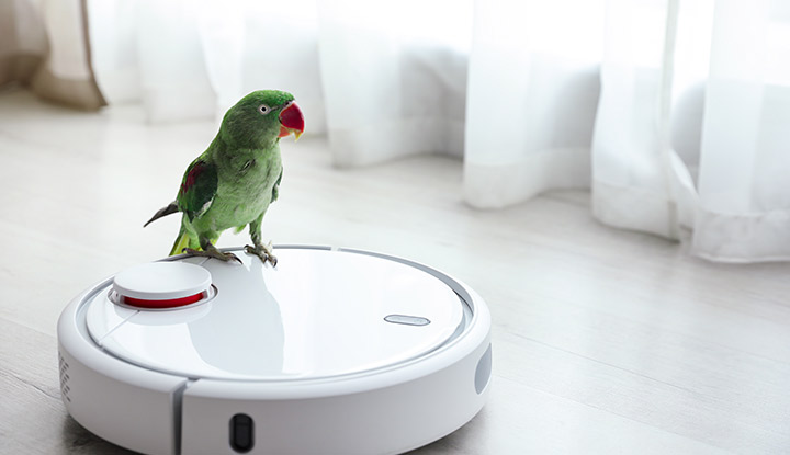 perroquet-aspirateur-robot