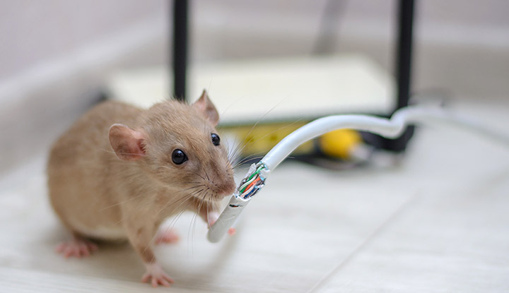 rat-cable-electrique Rat mange un câble électrique