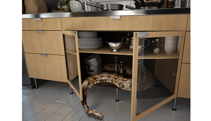 serpent-placard-cuisine NAC - Serpent se balade dans la cuisine