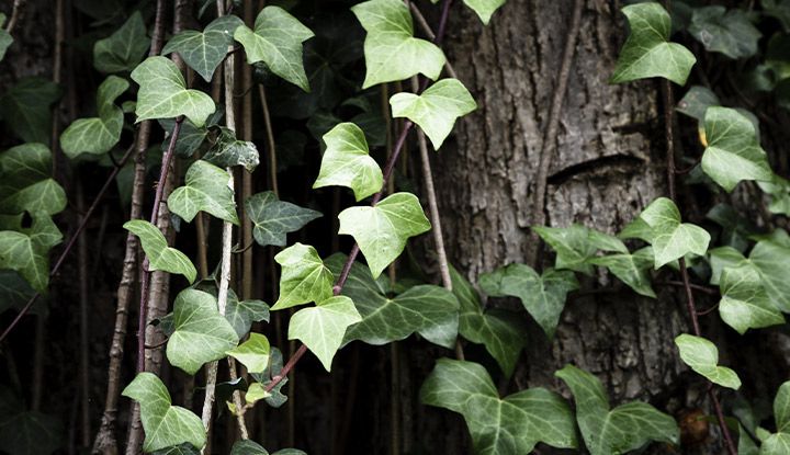 Feuilles de lierre