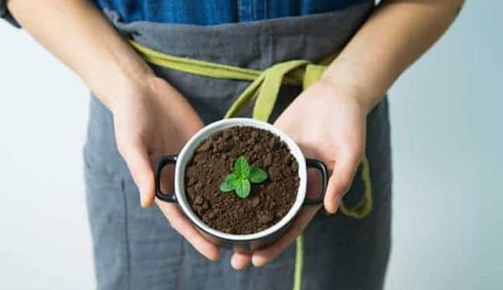 planter sa première plante