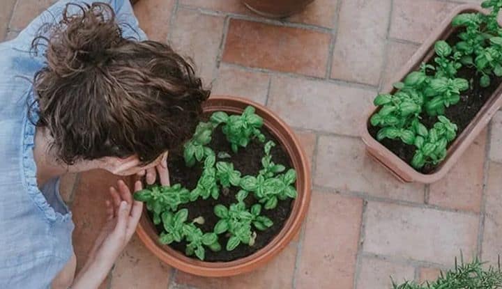 faire pousser du basilic